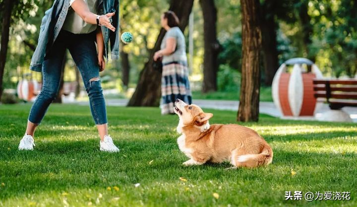 新手养宠物要注意些什么,饲养宠物的好处和坏处