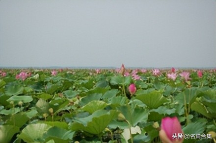 名篇金榜「赤壁诗苑」龙感湖诗词合集(第005期)