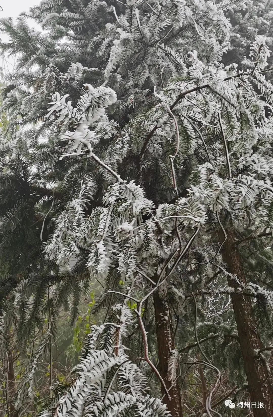 期待梅州客家冲超成功,梅州客家队冲超了对梅州有发展吗