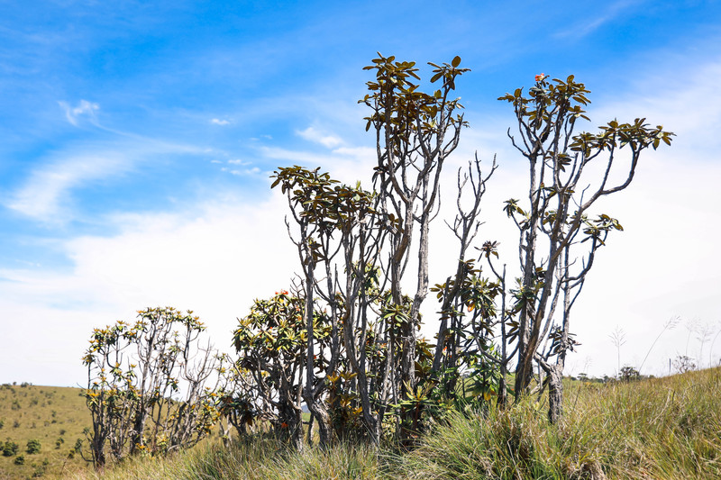 斯里兰卡旅游攻略必去景点,斯里兰卡最佳旅游攻略