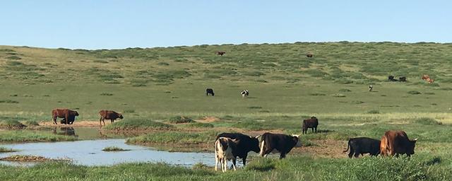 内蒙古五一自驾游旅游景点推荐,五一草原绿了吗鄂尔多斯