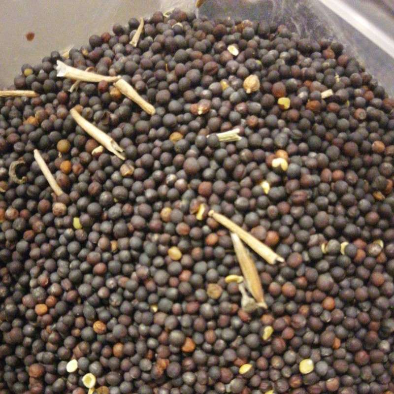 挤压豌豆作为有机高山农场奶牛饲料，为奶牛提供大豆蛋白是否可行