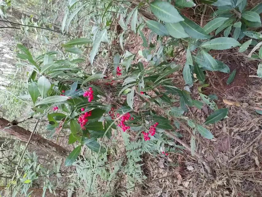 山上1种珍贵植物，人称“黄金万两”，种盆栽是一绝，遇见就是福