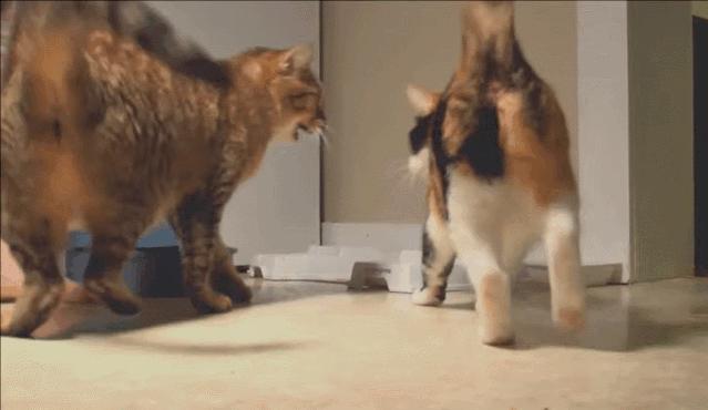 为什么动物要做绝育手术,动物绝育是取子宫吗