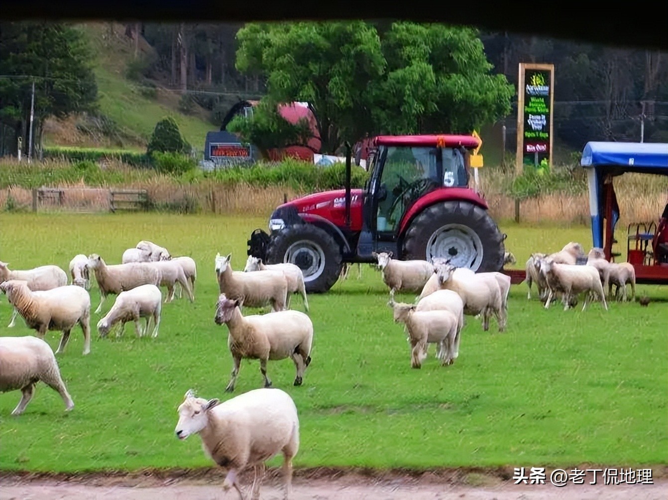 世界杯巡礼桑巴军团6,世界杯袋鼠军团