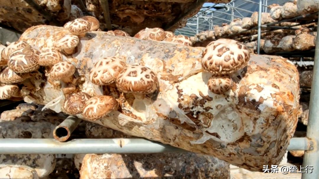 湖北香菇何以飘香天下？明天上午10点为你揭秘