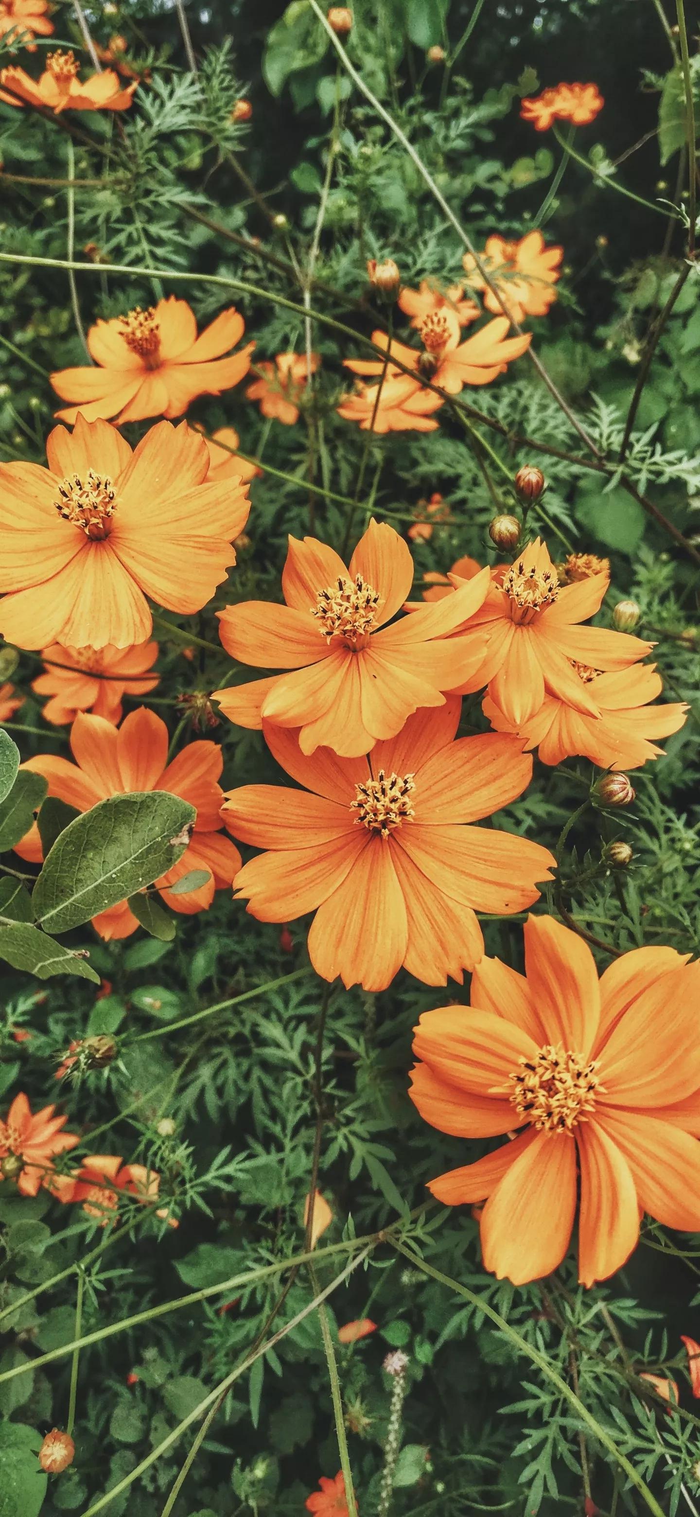 高清壁纸图片全屏干净高级,男士专用黑色美女全屏壁纸