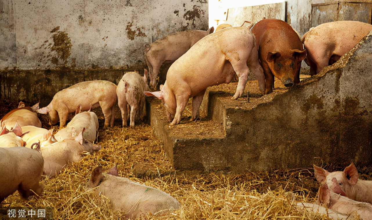 母猪保健方案及母猪保健程序汇总,母猪产后多长时间喂大母猪