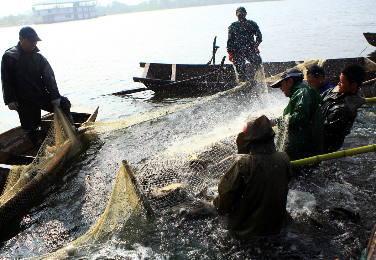 鸡粪养鱼的效益,4亩的鱼塘鸡粪养鱼的正确方法
