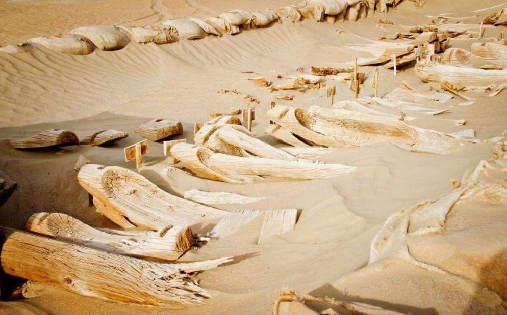 古墓被盗盗墓贼,楼兰古墓被盗案