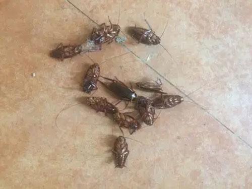 家里如何灭蟑螂最有效的方法图片,家庭常用灭蟑螂小技巧