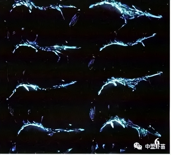 弧菌种类,弧菌大全