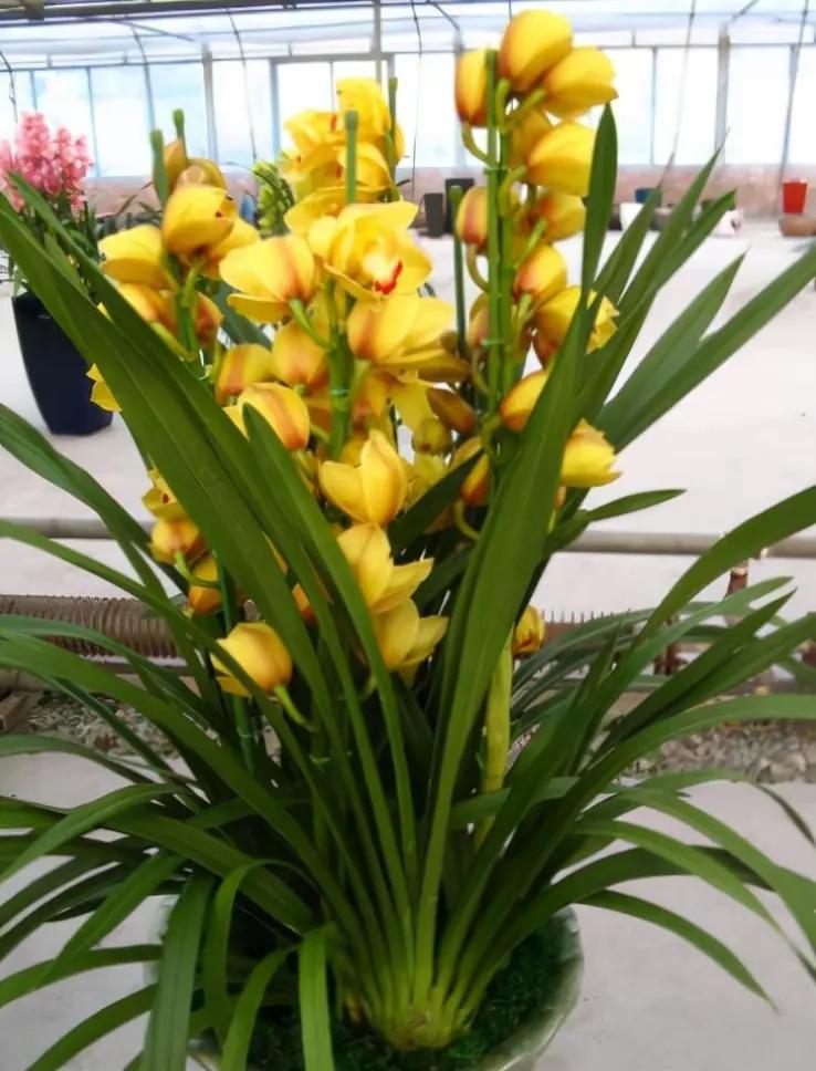 七绝迎新春古诗词,七绝迎新