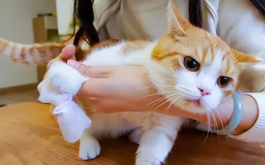 短腿猫优点,短腿猫好养活吗