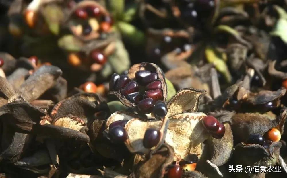 新移栽的牡丹苗叶子打蔫怎么办,牡丹夏季为啥黄叶死苗