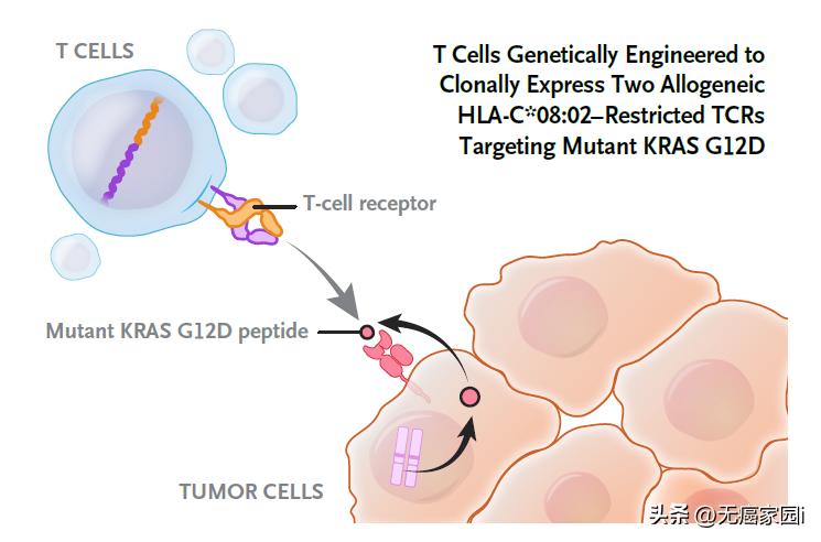 CAR-T、CAR-NK、癌症疫苗、TCR-T等细胞疗法，直击胰腺癌的软肋！