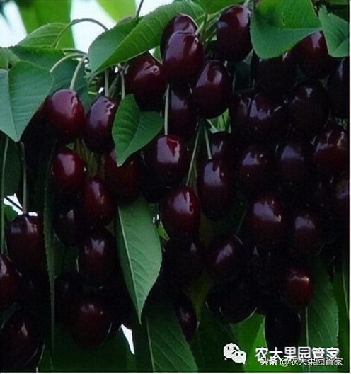 优质果树苗木品种介绍,最好的新品种苹果苗木