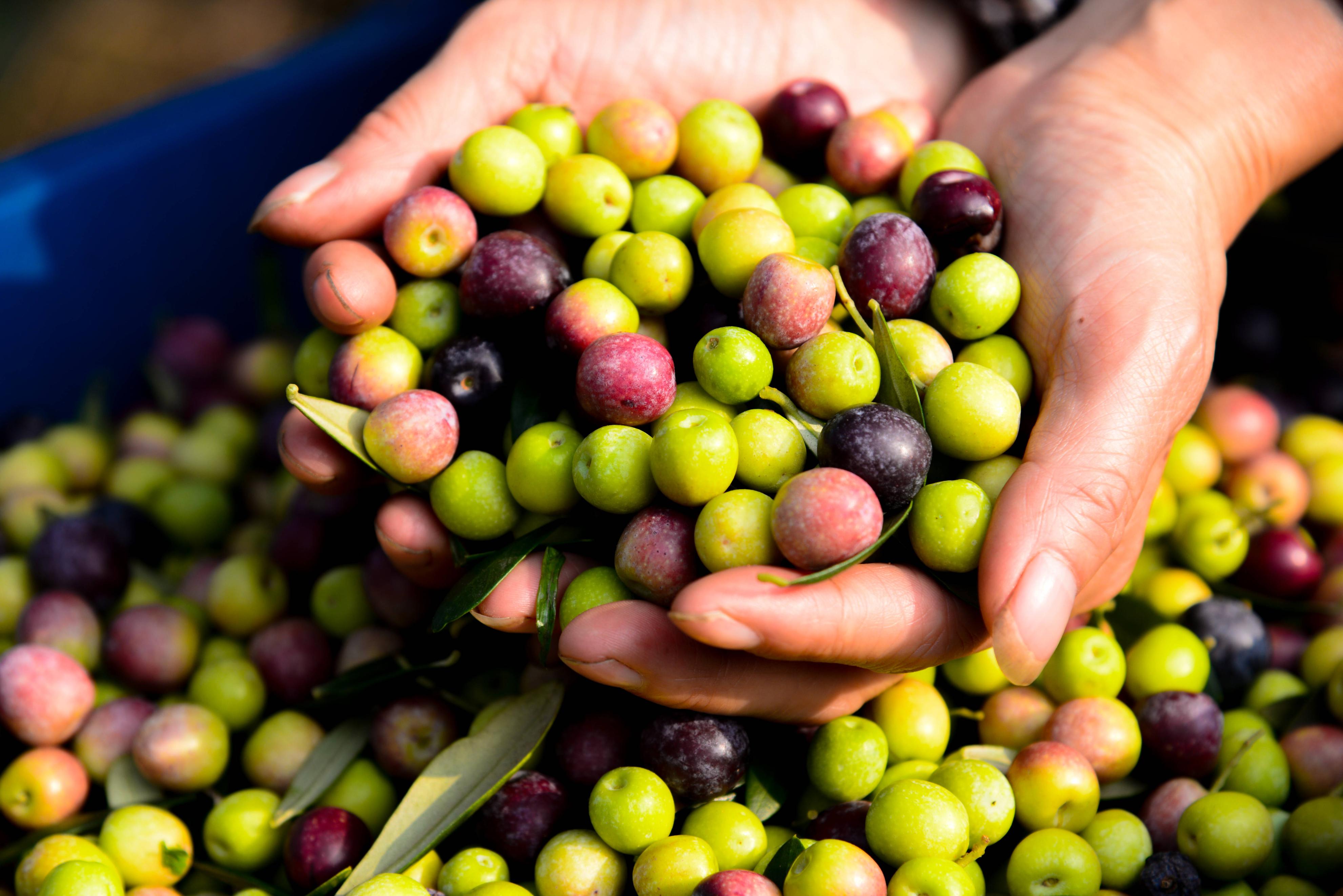 閲戝爞绉嬪鏋滃洯閲囨憳,鎴愰兘閲戝爞姘存灉閲囨憳