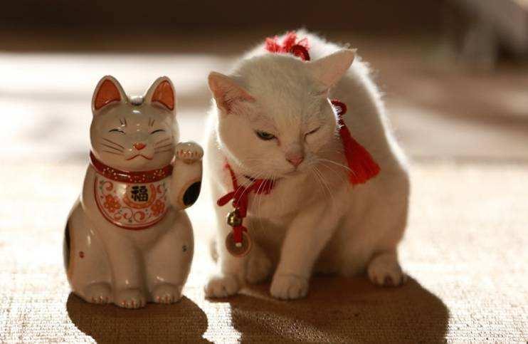 如何从一窝猫咪中挑选好猫,猫咪正不正经就一定是好猫吗