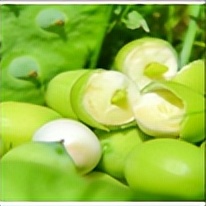 欢迎来大美微山湖观光尝美食,微山湖红荷湿地公园美食推荐