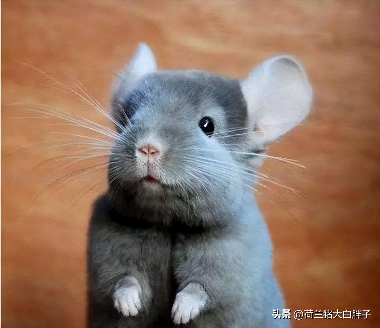 宠物龙猫怎么养得好看图片,养龙猫好还是仓鼠