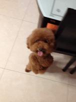 泰迪犬该如何训练视频讲解,泰迪犬怎么训练十大基础动作