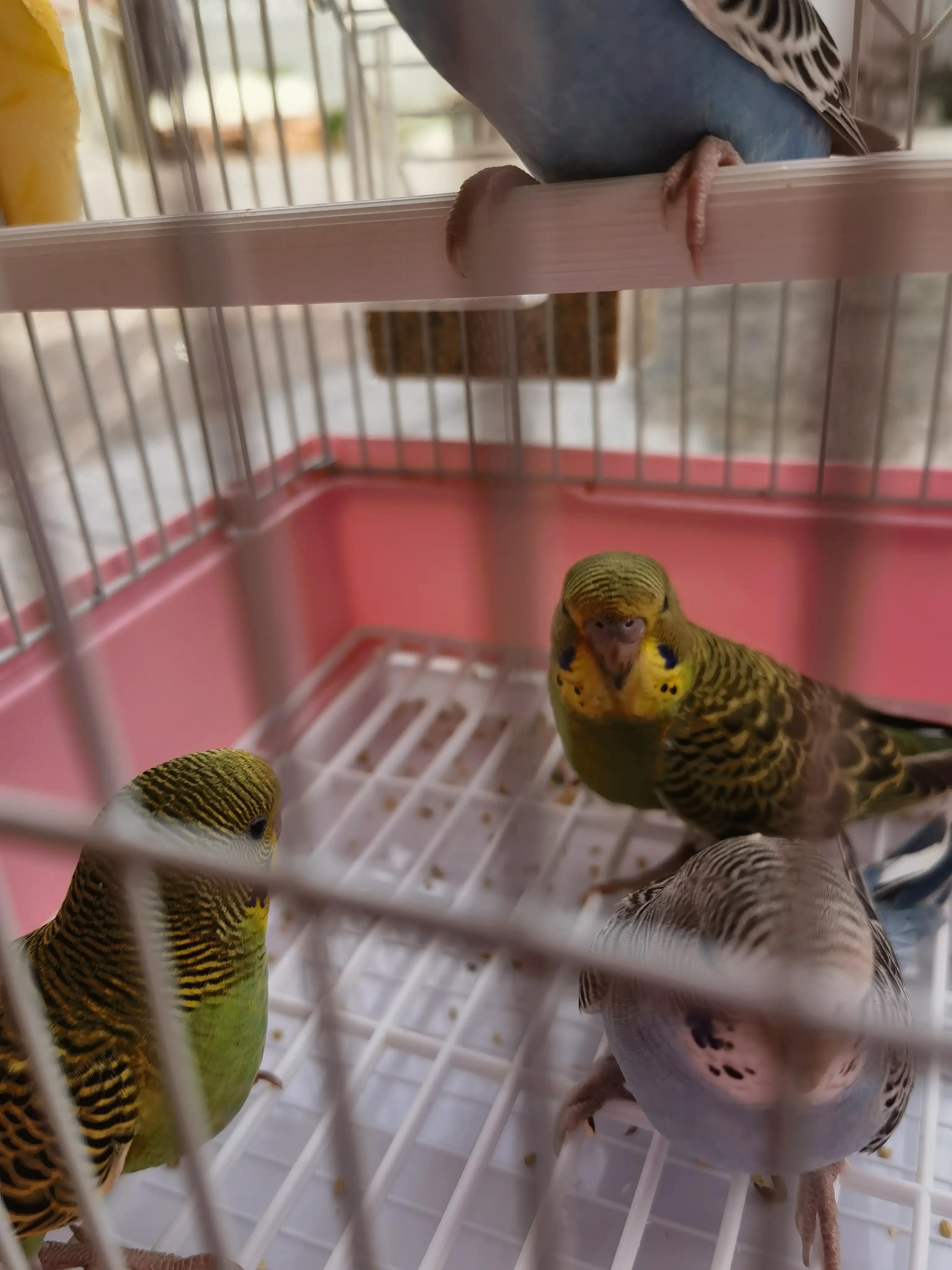 20-25天的虎皮鹦鹉能分出公母吗,1一3个月的虎皮鹦鹉怎样分公母