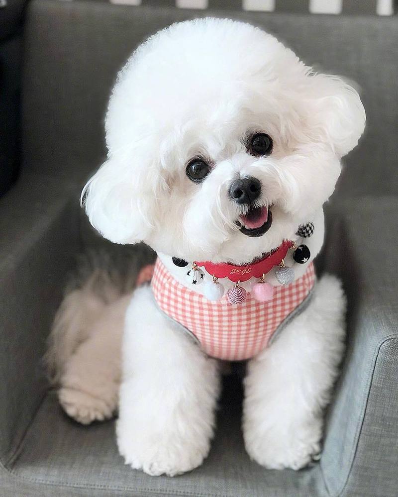 比熊为什么在家里面最听你的话,怎么判断比熊爱不爱自己