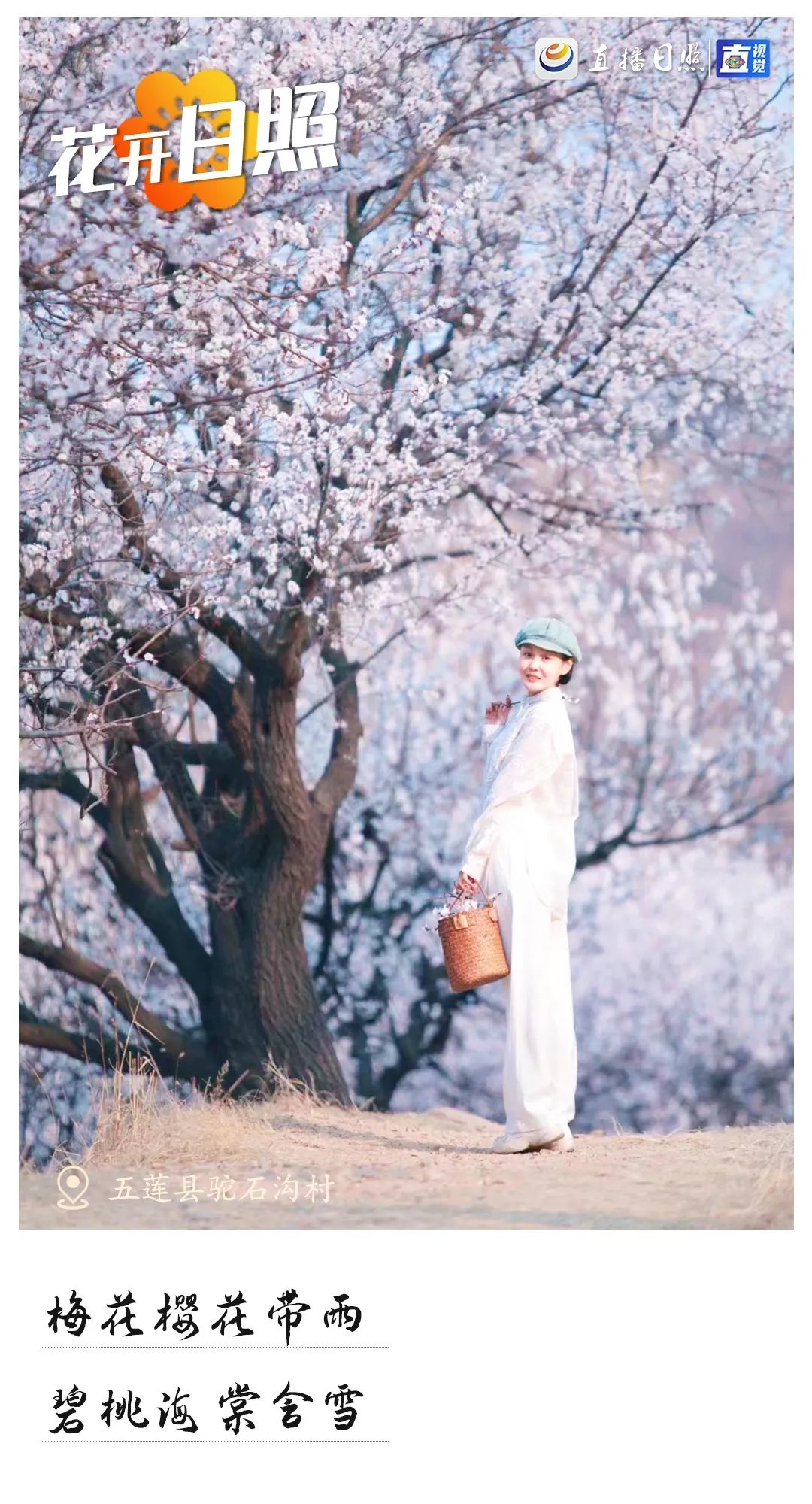 最美日照春暖花开,日照春暖花开旅游