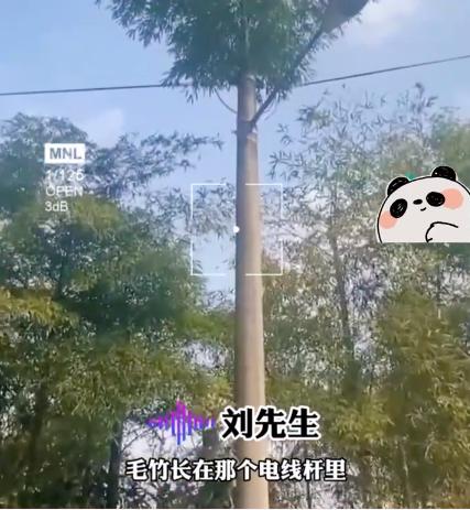 竹子的根穿透力多厉害,竹子的威力有多强大