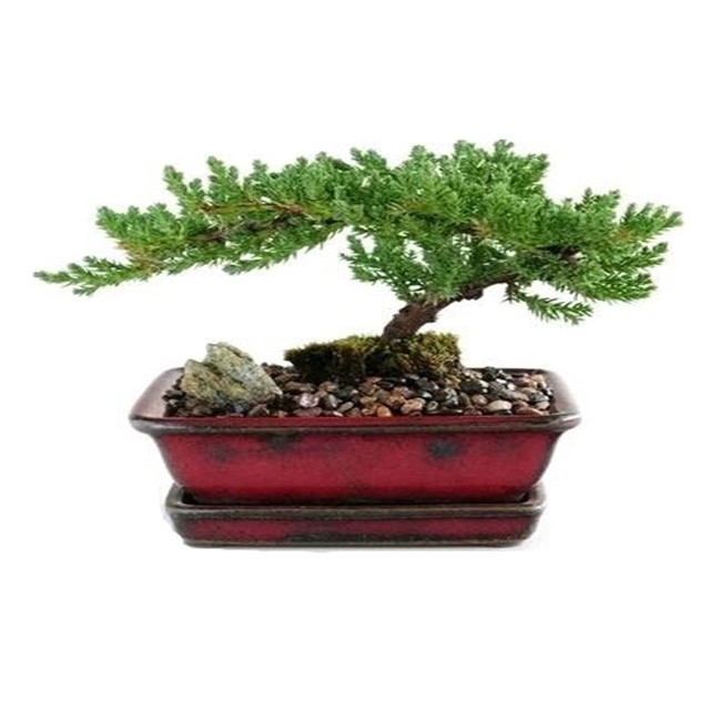 家有三树十宅九富是真的吗,家里有大树十有九富