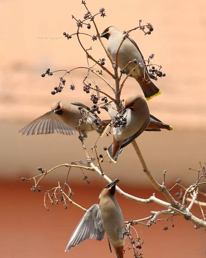 太平鸟图片大鸟,太平鸟图片大全高清壁纸