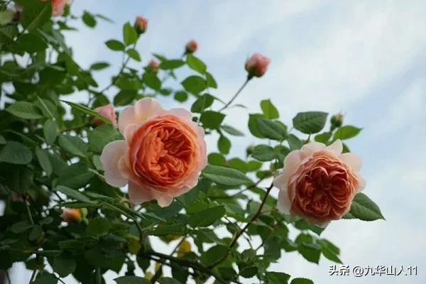 黄色系藤本月季哪个品种好,适合海南种的藤本月季品种