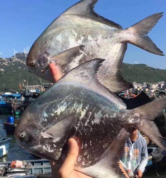海鲜鱼类排行榜前十名,最便宜的20种海鲜是什么鱼类