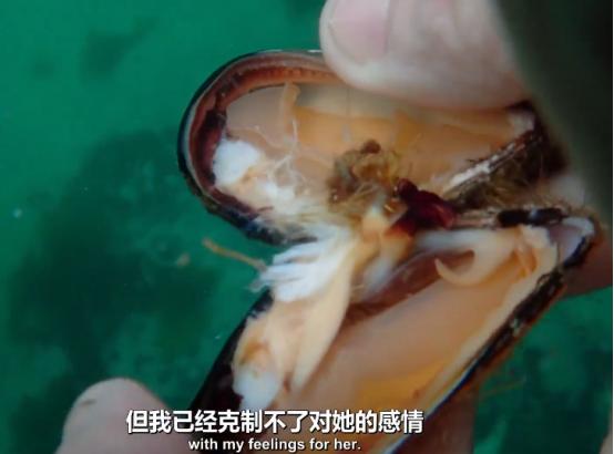 这个男人太大胆，因为夫妻不和谐，转身就爱上了一条章鱼！纪录片
