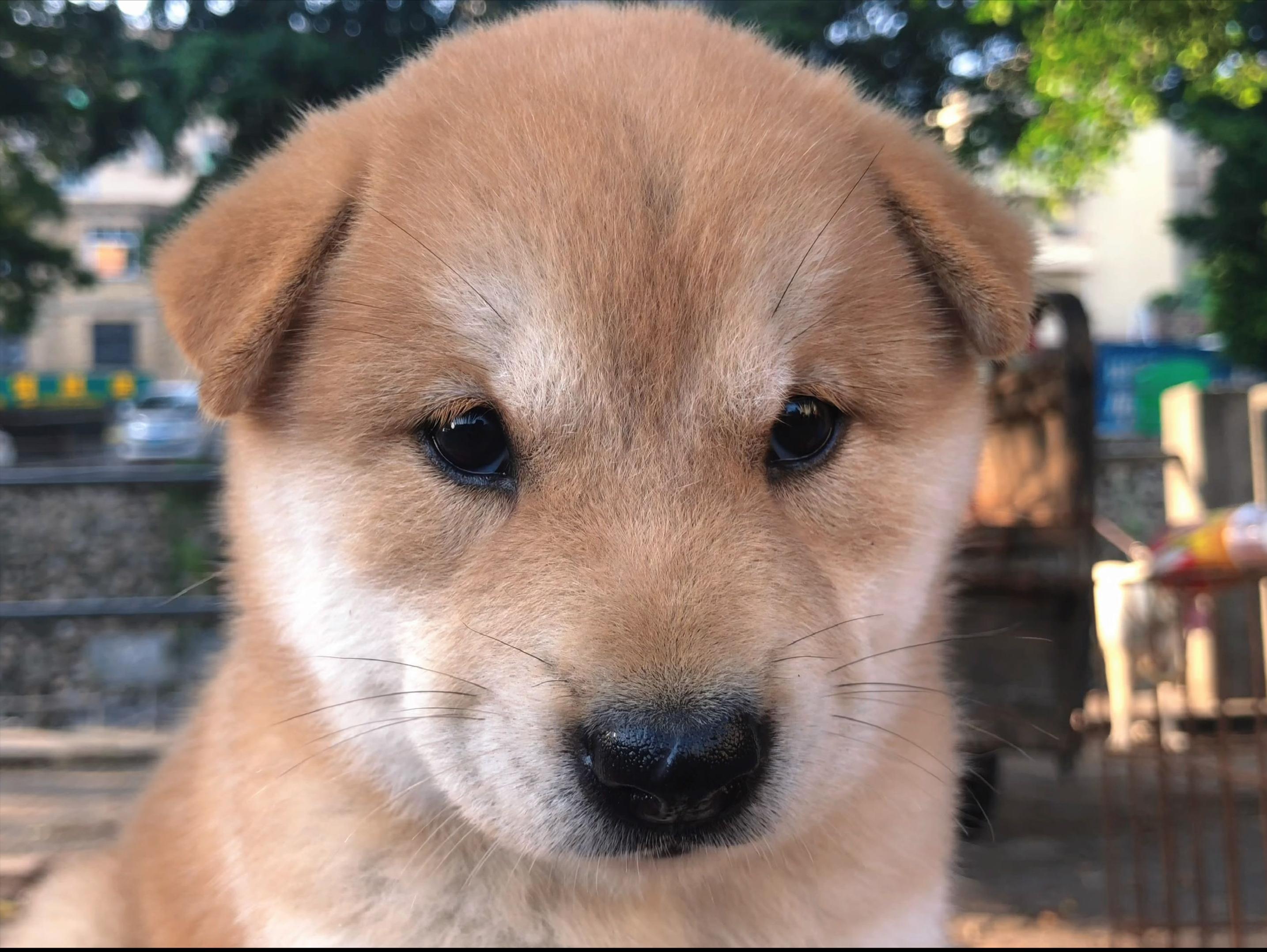 狗最有灵性的三个表现,狗一旦出现5个表现离死就不远了