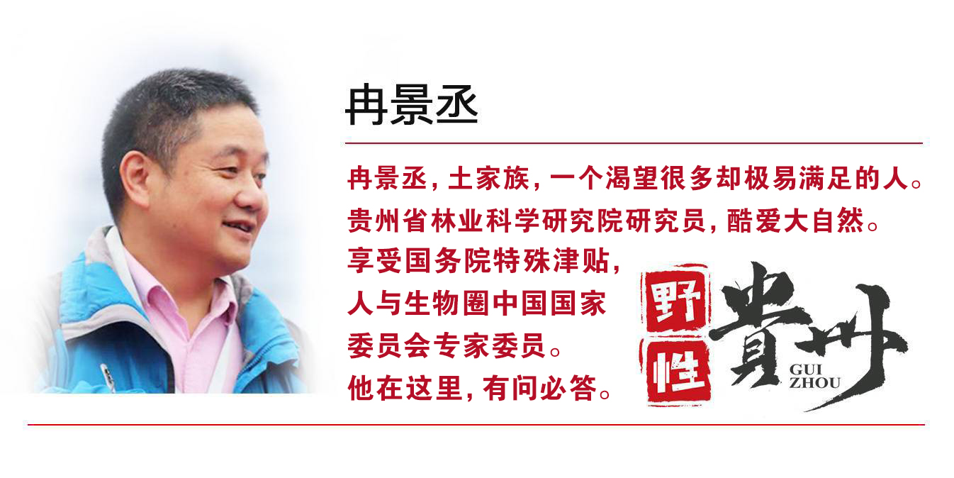 野性贵州有问必答丨有毒的夹竹桃，优秀的“环保卫士”