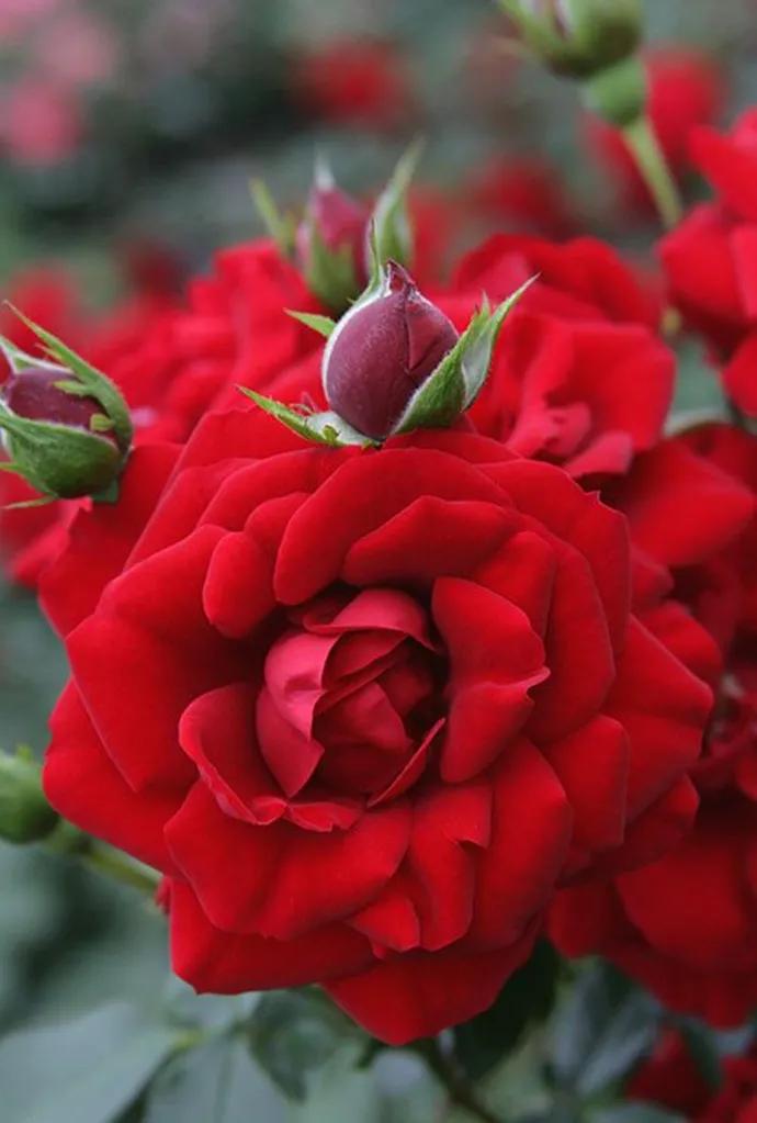 这二十幅极品花卉越看越醉,超好看又耐看的花卉图