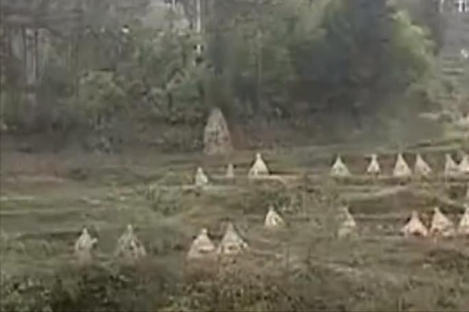 贵州山火相同的案例,贵州水田里的火焰