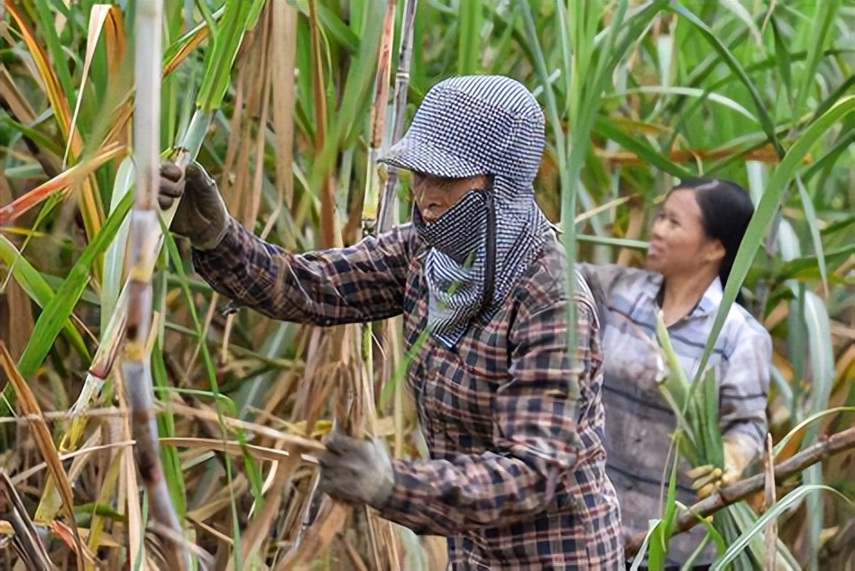 越南来华砍甘蔗,越南人来中国砍甘蔗