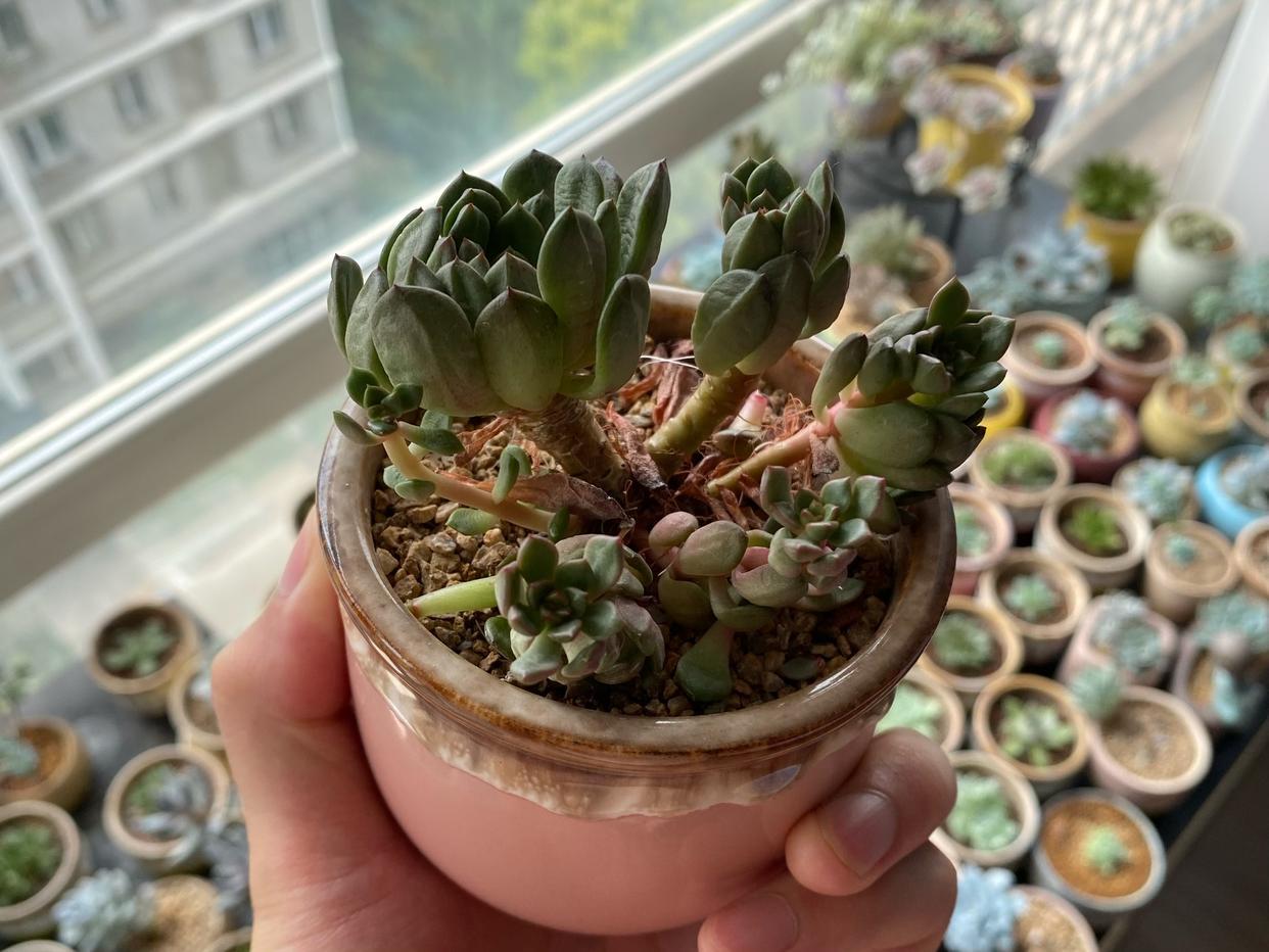 多肉红宝石徒长了会是什么样,枝干番杏红宝石徒长了怎么办