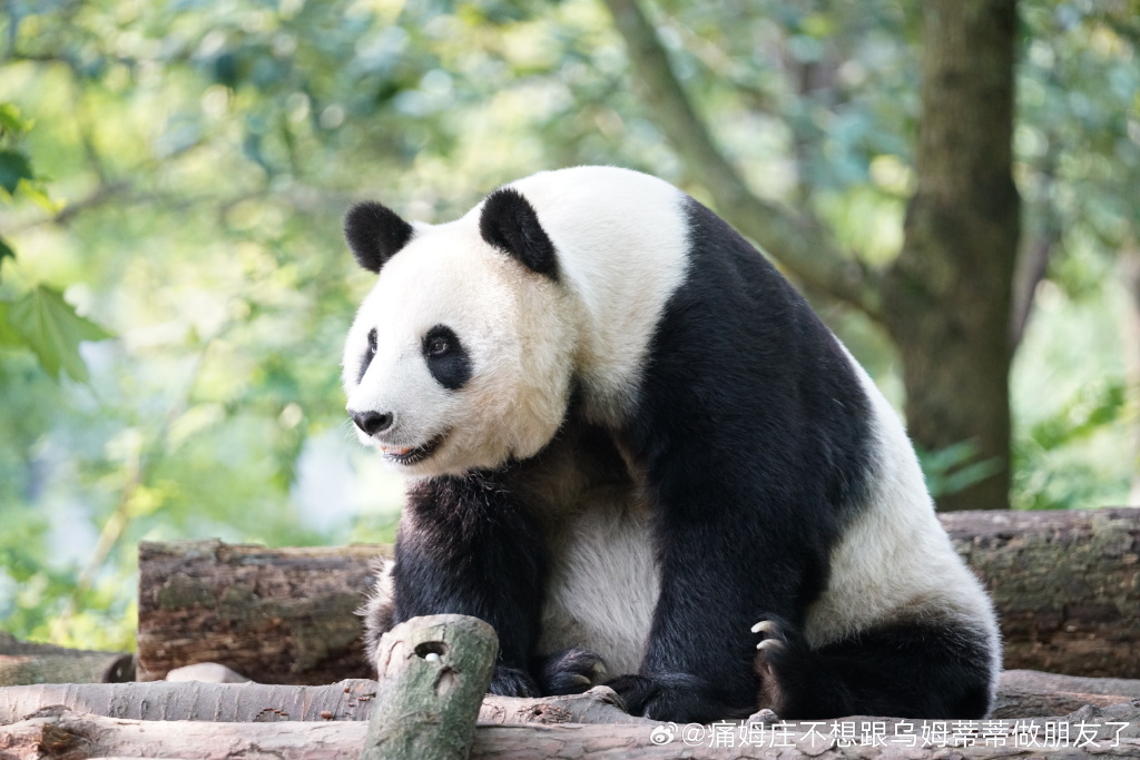 不高的高高和他不白的老婆白云——91年出生的童颜女神大熊猫白云