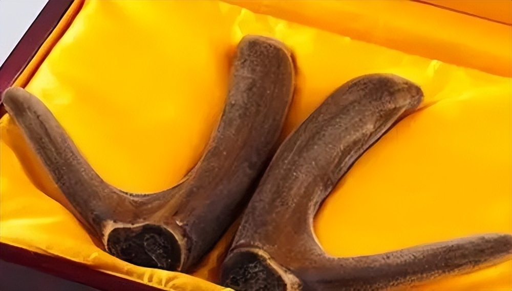 一只成年鹿一年能卖多少钱鹿茸,鹿茸很贵为啥不养鹿