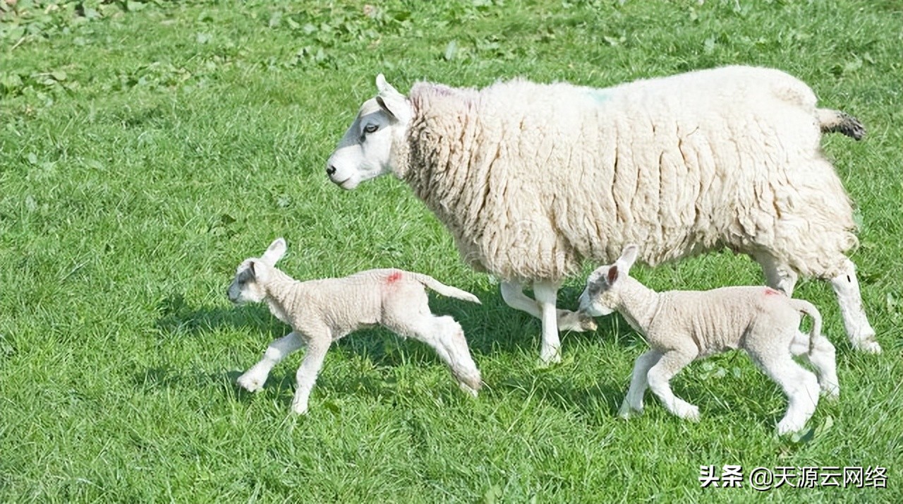 羊乱蹦乱跳的原因,羊乱撞头是什么病