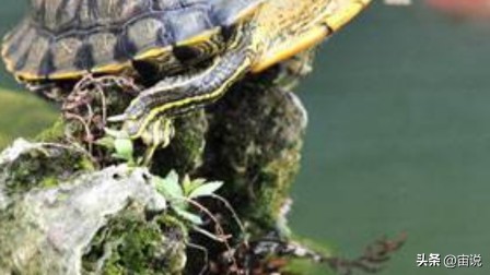 巴西彩龟养殖方法和注意事项,巴西翠龟品种