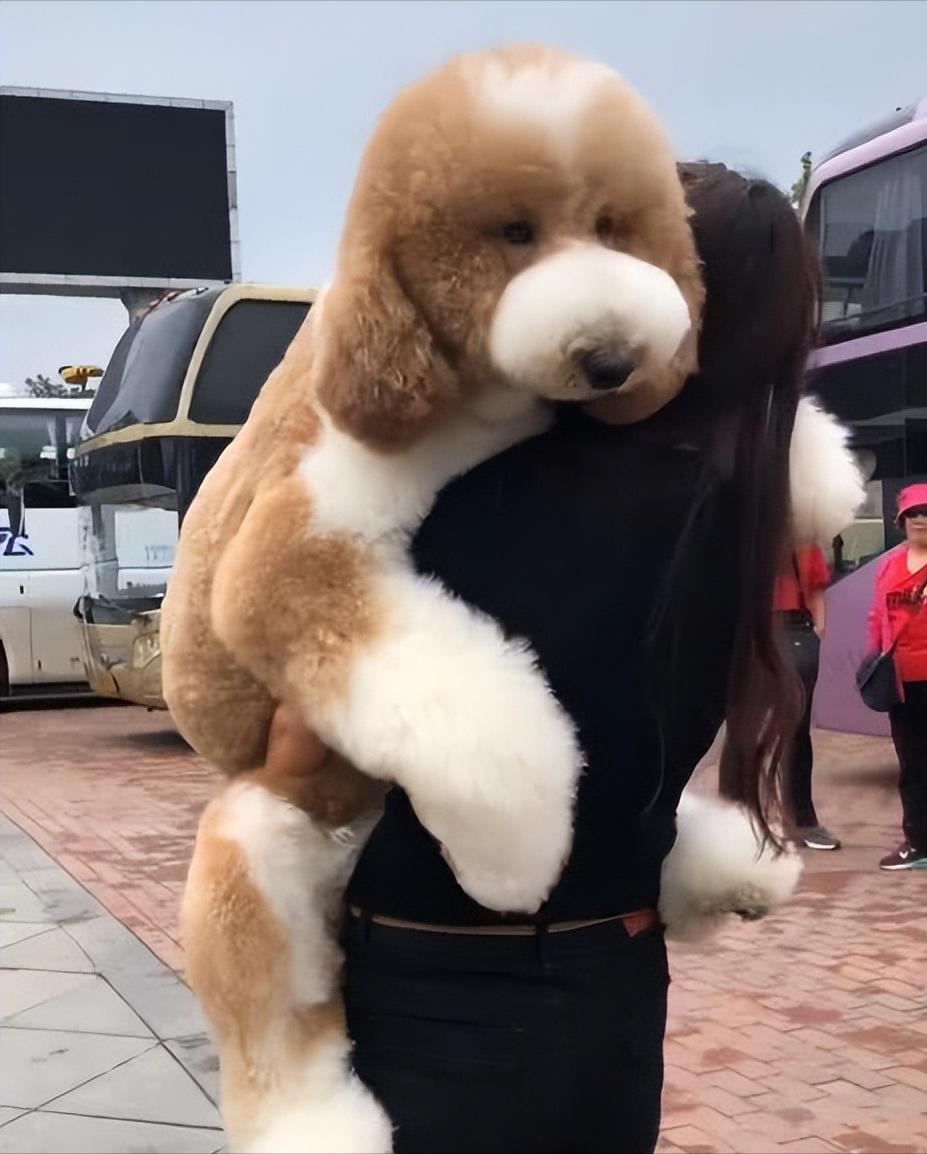 为什么巨型贵宾犬好养,贵宾为什么那么粘人