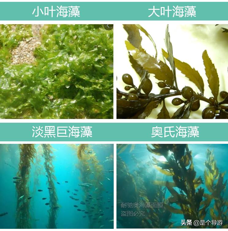 海藻面膜和一般面膜哪个效果好,海藻面膜功效还不错吧