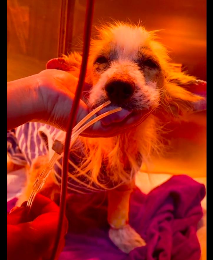 柯基股骨断了能自然愈合吗,柯基下巴被咬掉