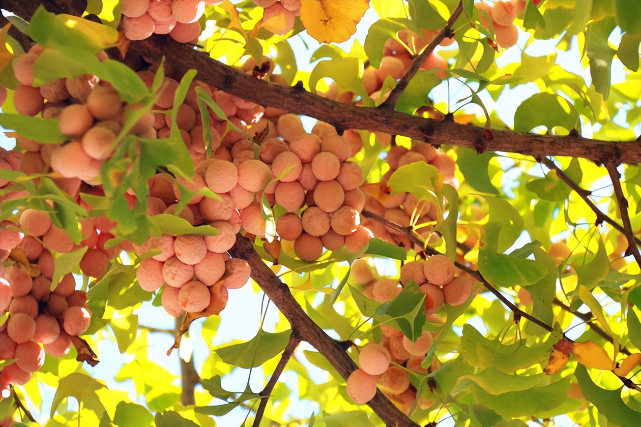 门前不栽树说法有什么讲究,五树进阳宅人穷家也败指哪五种树