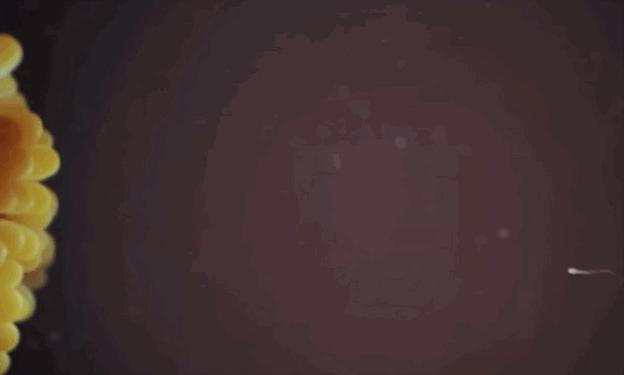 进入女性体内后，没和卵子结合的精子去哪里了？医生说出了真相